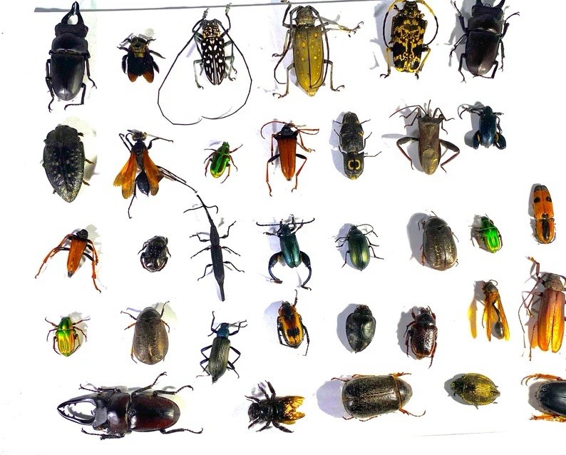 REAL BEETLE MIX Assortment tropical beetles from Madagascar - Choose Quantity 1