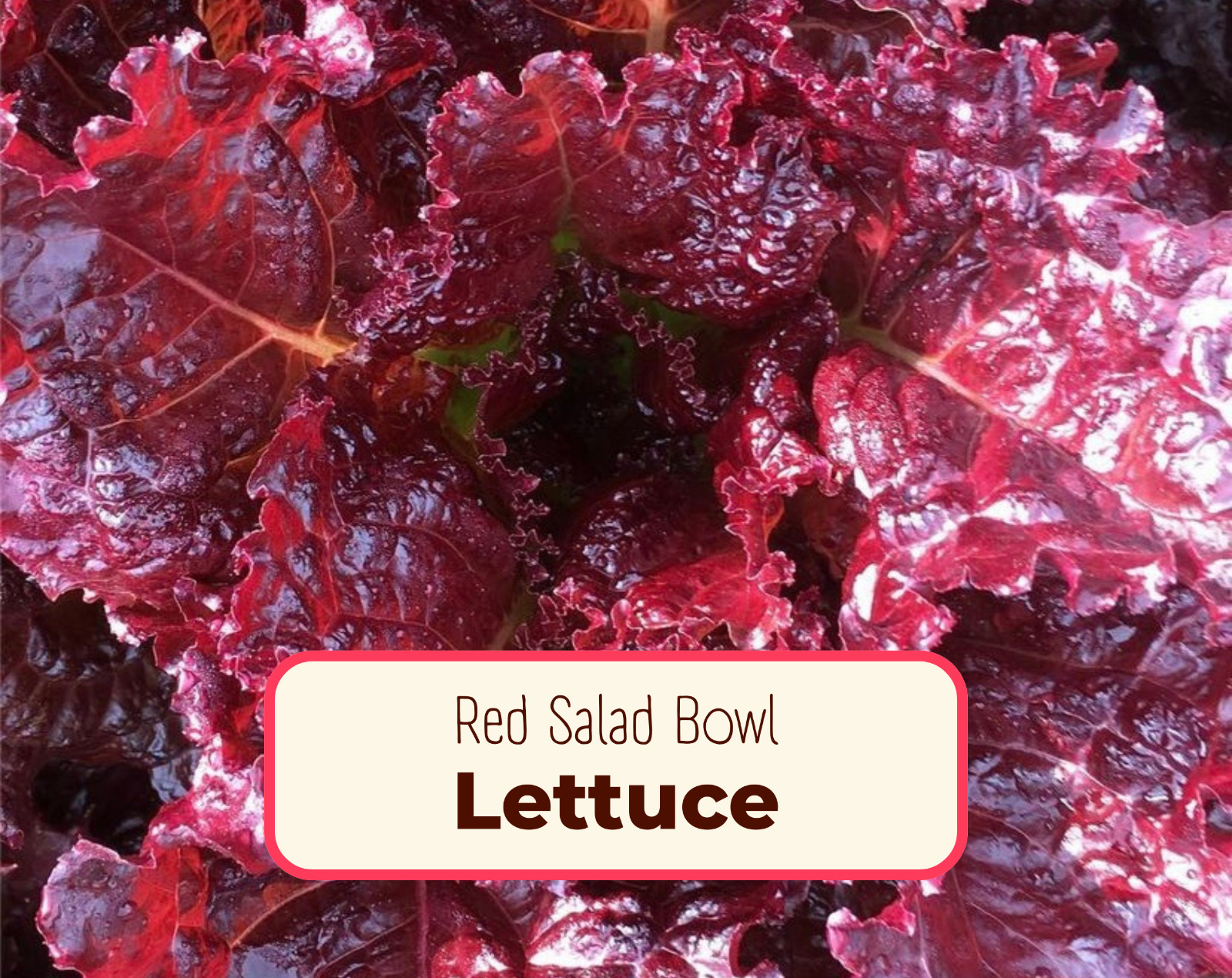 5800+ Lettuce Seeds 'Red Salad Bowl' | Heirloom, Non-GMO, Vegetable Garden Seeds