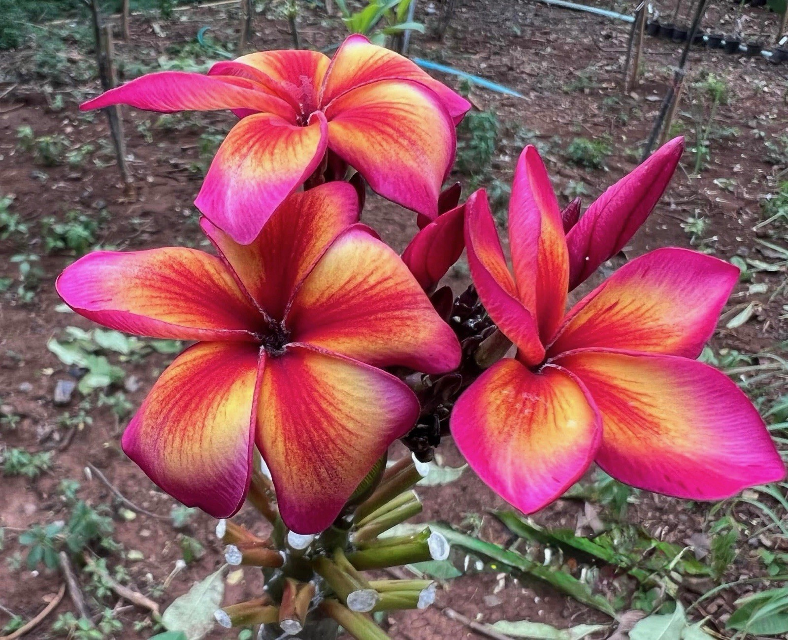 Plumeria (Frangipani) EXTREMELY RARE HIGHLY SOUGHT AFTER Grafted w/roots Plumeria (Frangipani) EXTREMELY RARE HIGHLY SOUGHT AFTER Grafted w/roots