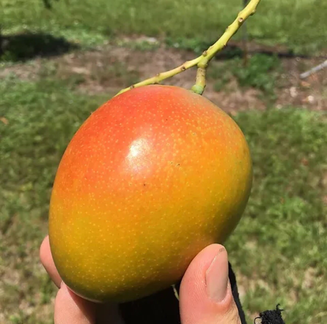 Honey Kiss MANGO TREE GRAFTED 2-4 Ft Tall.Ship To All States. Actual Photos