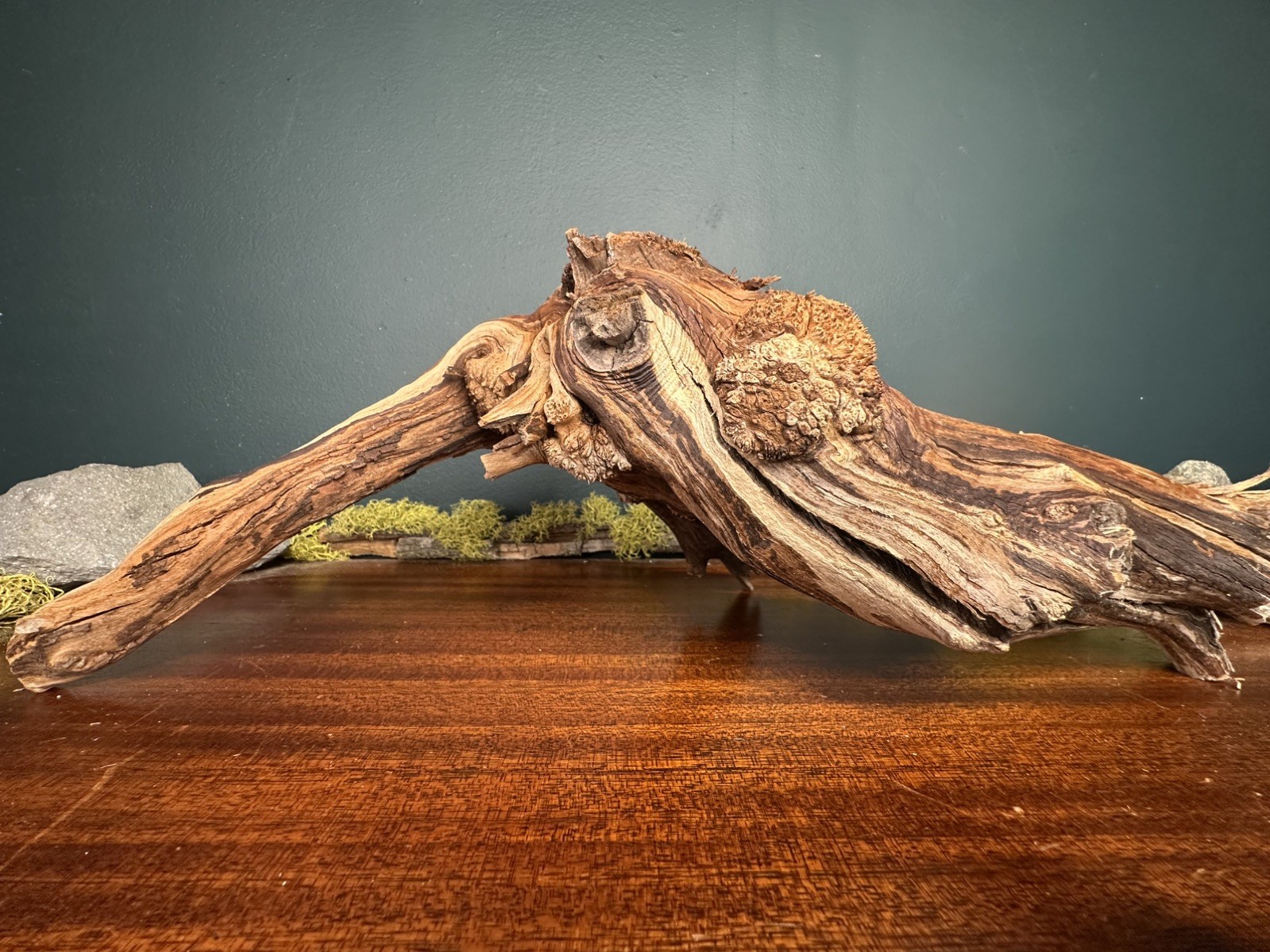 17” Manzanita Driftwood Branch, Aquarium, Terrarium, Aquascape,Home Decor 17” Manzanita Driftwood Branch, Aquarium, Terrarium, Aquascape,Home Decor