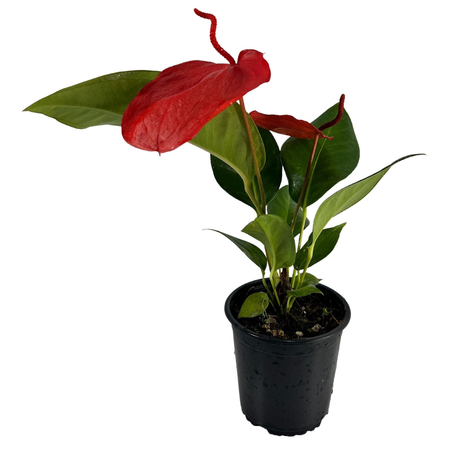 Anthurium Scherzerianum Dark Pink, Ideal Gift for Plant Lovers Flowering Plant