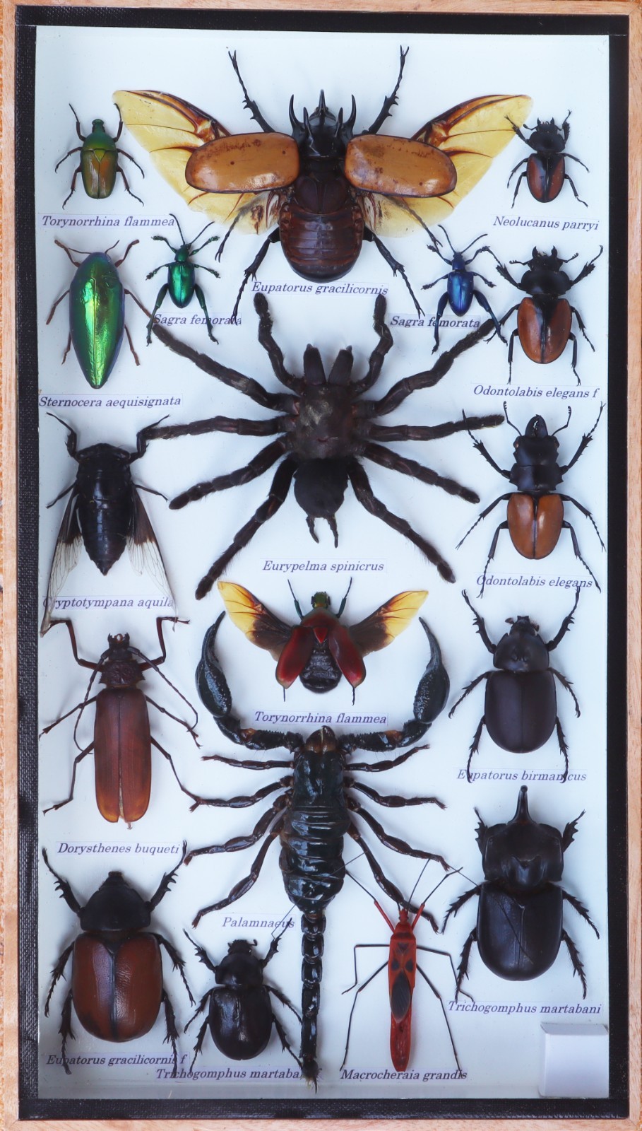 Insect Taxidermy Collection Shadow Box Spider Scorpion Beetle Wood Glass Display