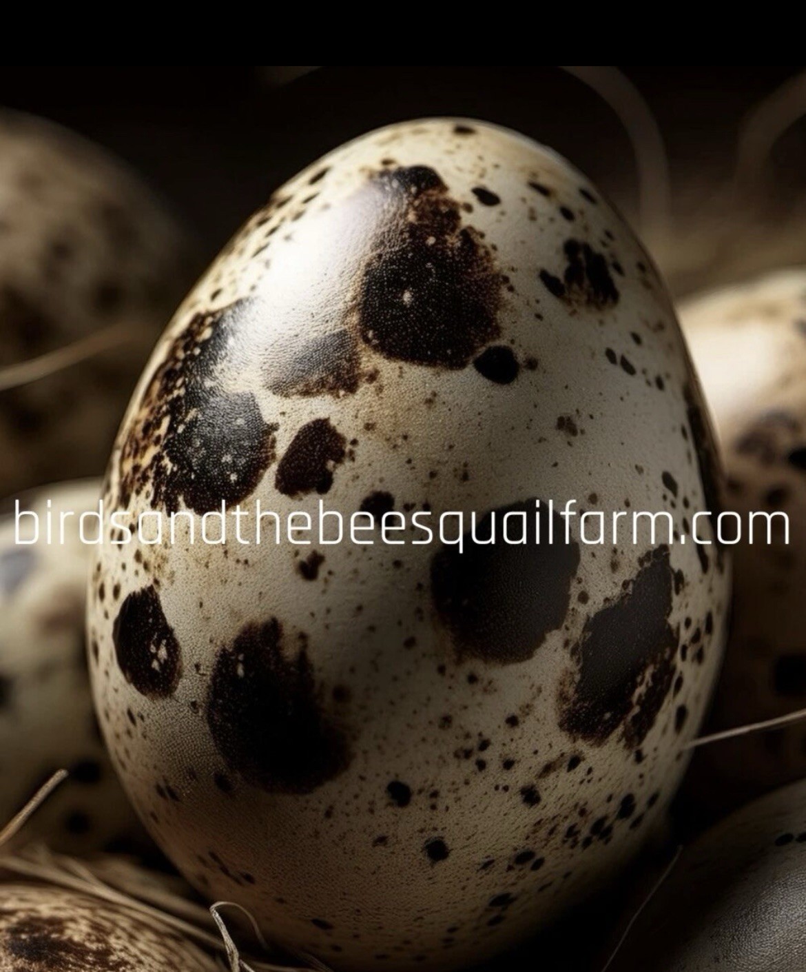 2 Dozen + 1 Dozen Free I , Jumbo Coturnix Hatching Eggs . NPIP / AI CLEAN.. 2 Dozen + 1 Dozen Free I , Jumbo Coturnix Hatching Eggs . NPIP / AI CLEAN..