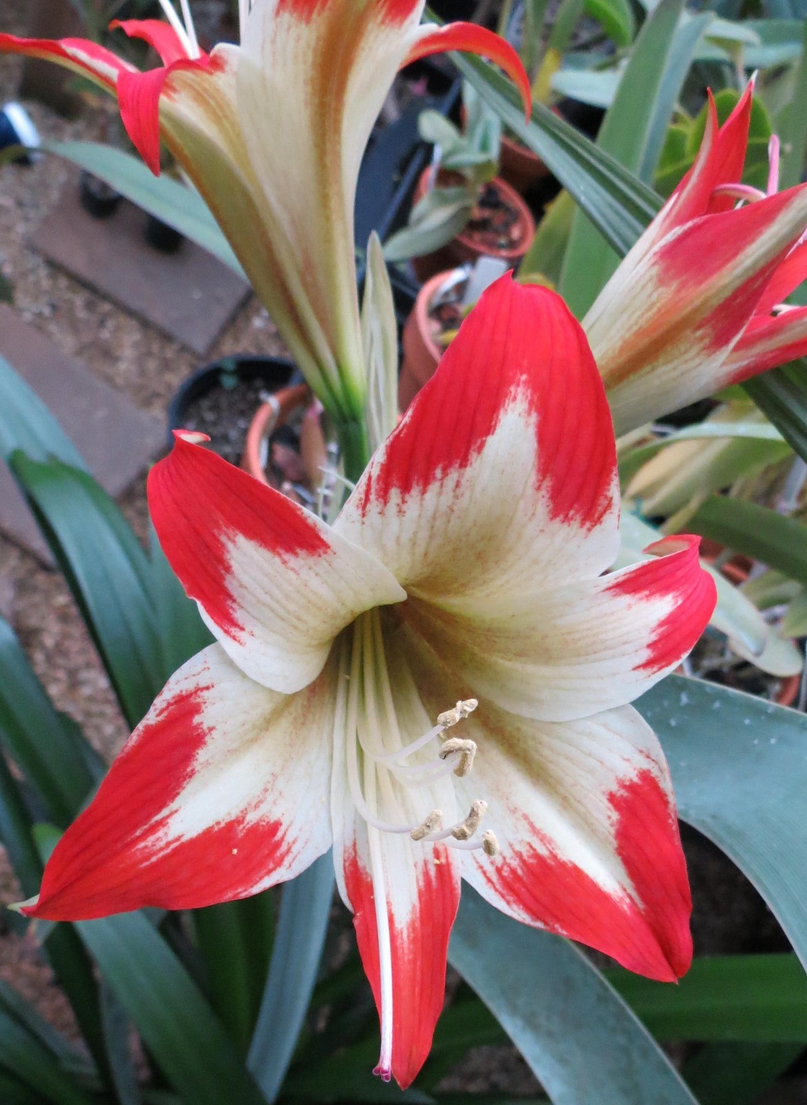 Hippeastrum nelsonii Plant Rare Amaryllid Species