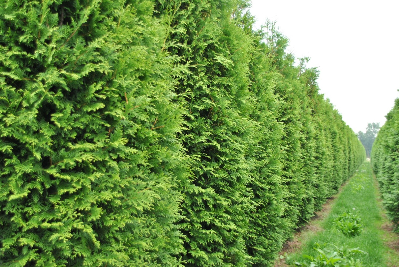 50+ THUJA TREE SEEDS (Thuja occidentalis) White Cedar Arborvitae Hedge Row 50+ THUJA TREE SEEDS (Thuja occidentalis) White Cedar Arborvitae Hedge Row