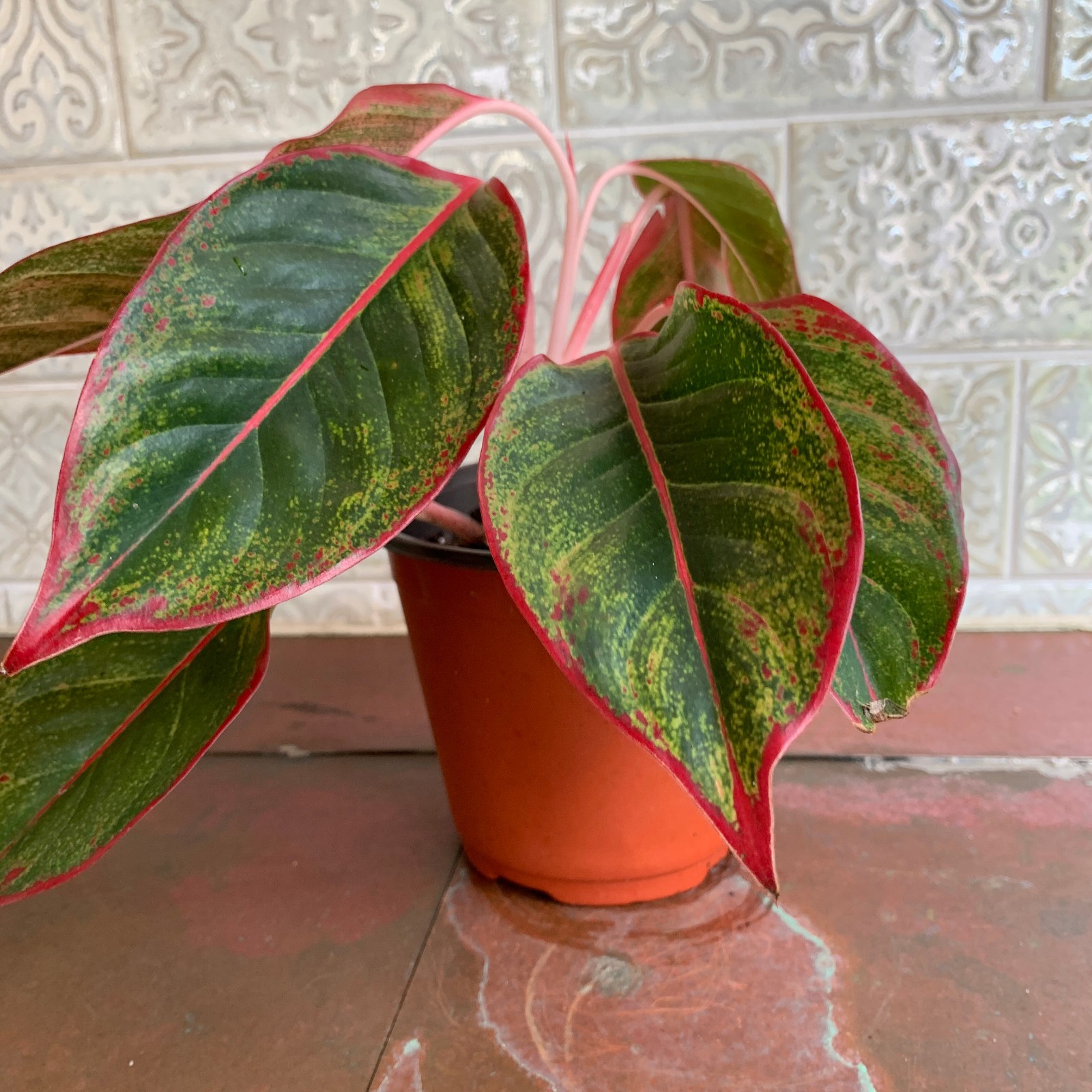Pink Red Siam Chinese Evergreen Aglaonema Plant - 6
