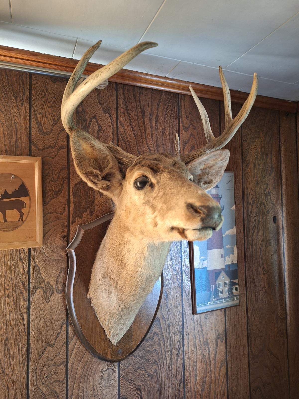 Vintage Deer Shoulder Mount 7 Point Buck Head Den Bar Man Cave Decor Vintage Deer Shoulder Mount 7 Point Buck Head Den Bar Man Cave Decor