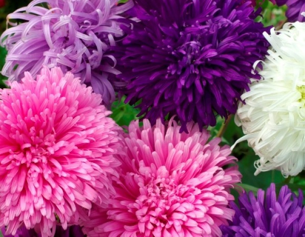 GIANT CALIFORNIA ASTER FLOWER SEEDS 50 FRESH SEEDS GIANT CALIFORNIA ASTER FLOWER SEEDS 50 FRESH SEEDS