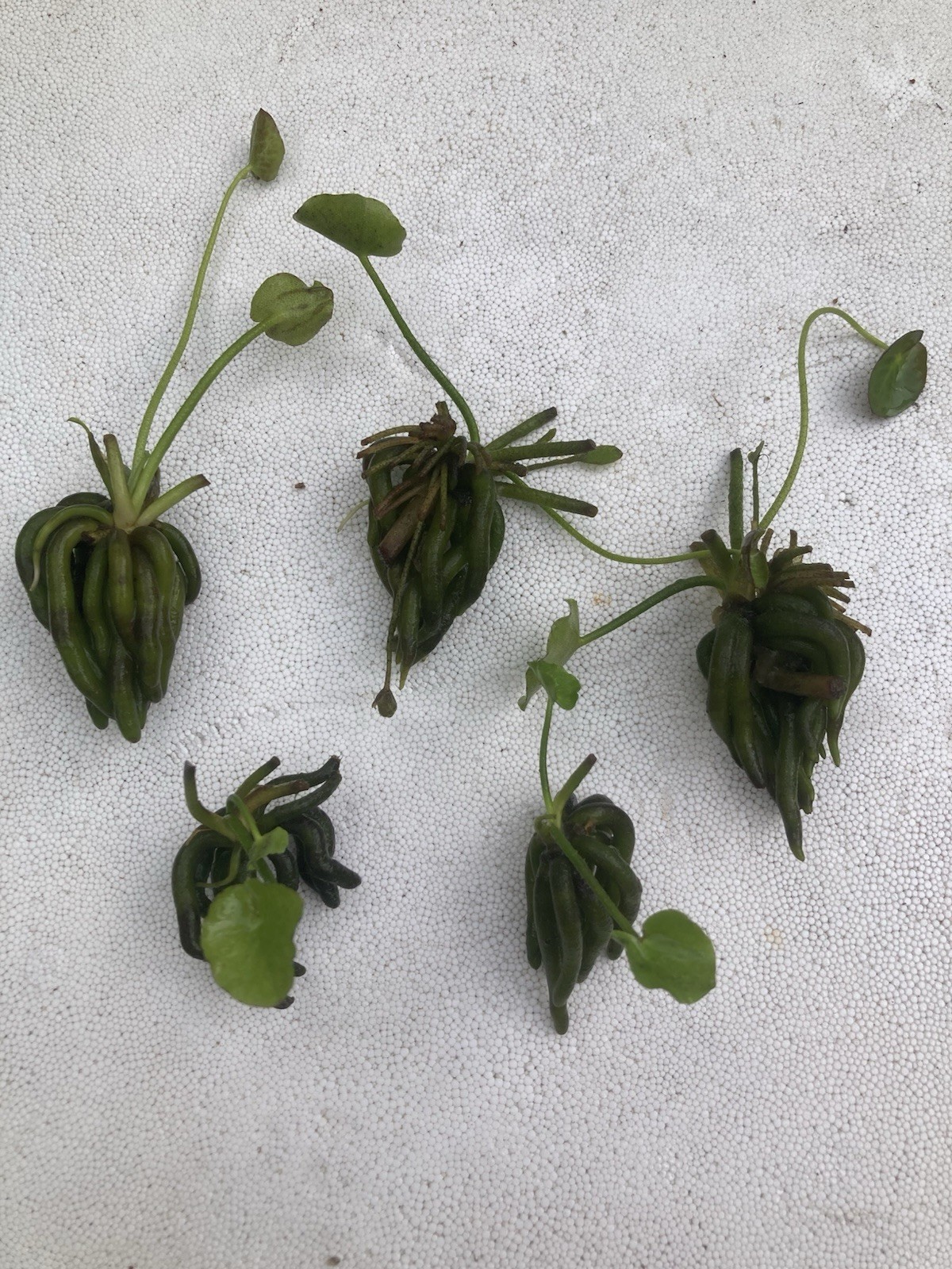 Med-Lg Banana Plants Lot Of 5 (Nymphoides Aquatica) Med-Lg Banana Plants Lot Of 5 (Nymphoides Aquatica)