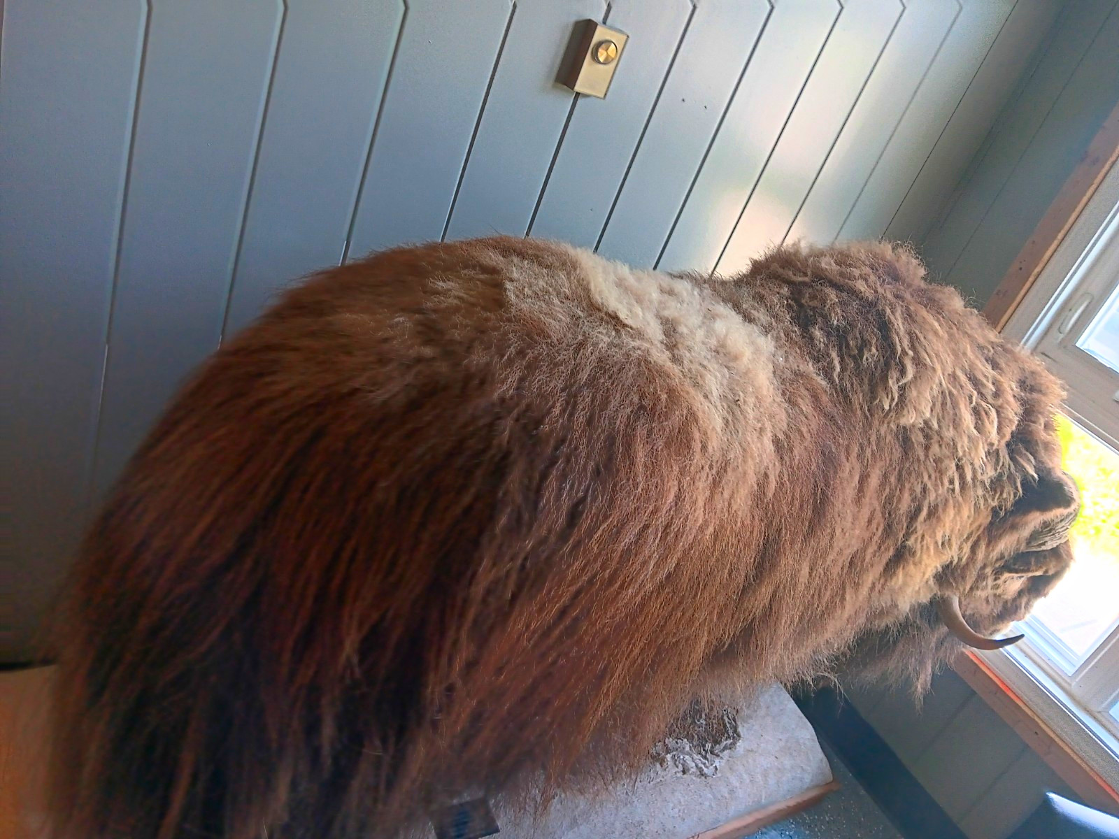Musk Ox Full Body Standing Taxidermy Mount w/ Plaque Boone & Crockett 103 5/8 Musk Ox Full Body Standing Taxidermy Mount w/ Plaque Boone & Crockett 103 5/8