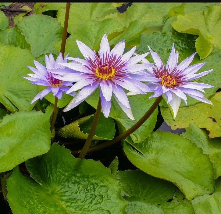 Woods Blue Goddess Tropical Waterlily Pre-Sale 2027 (3)