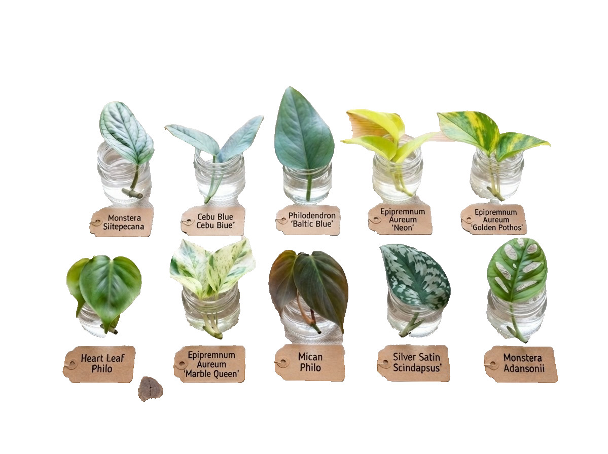 10 Plant Cuttings Bundle, Pothos Monstera Variety, Cebu Baltic Blue, Neon, Mican