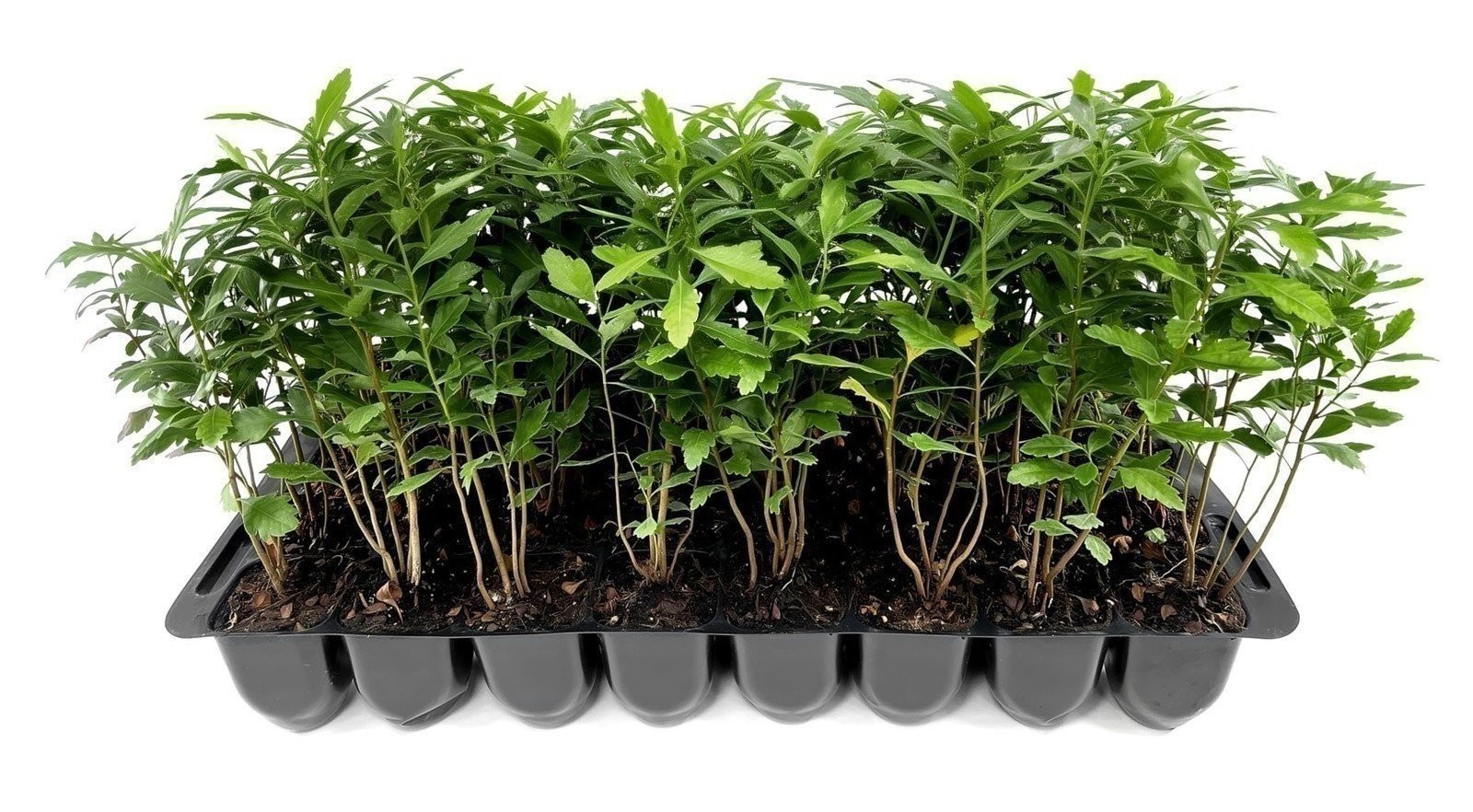 Wax Myrtle | 2 Inch | Live Plants | Myrica Cerifera | Fast Growing Evergreen Wax Myrtle | 2 Inch | Live Plants | Myrica Cerifera | Fast Growing Evergreen