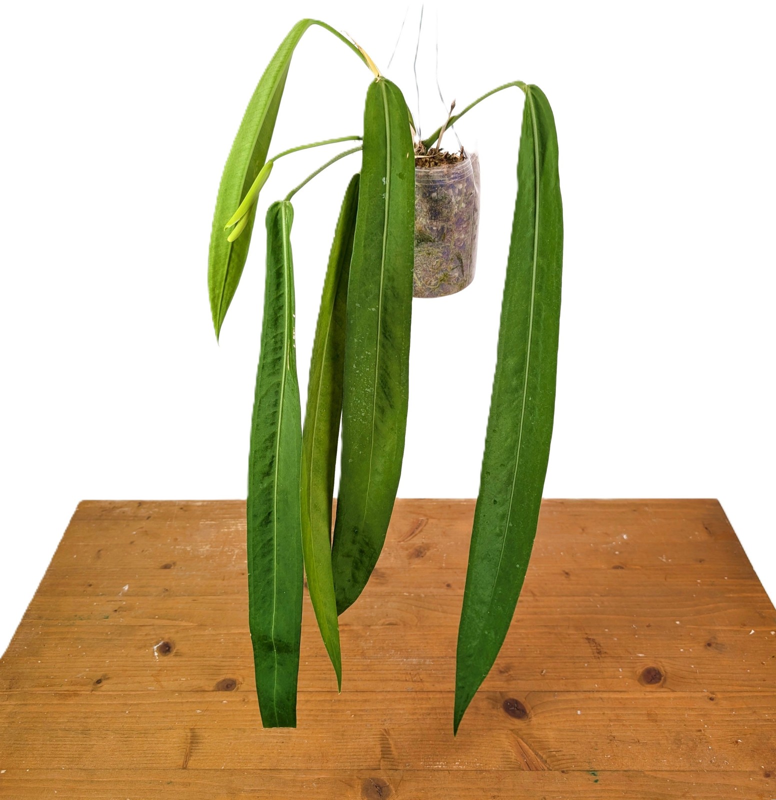 Anthurium Pallidiflorum - Narrow Dark Strap Leaves - Exact Plants Anthurium Pallidiflorum - Narrow Dark Strap Leaves - Exact Plants