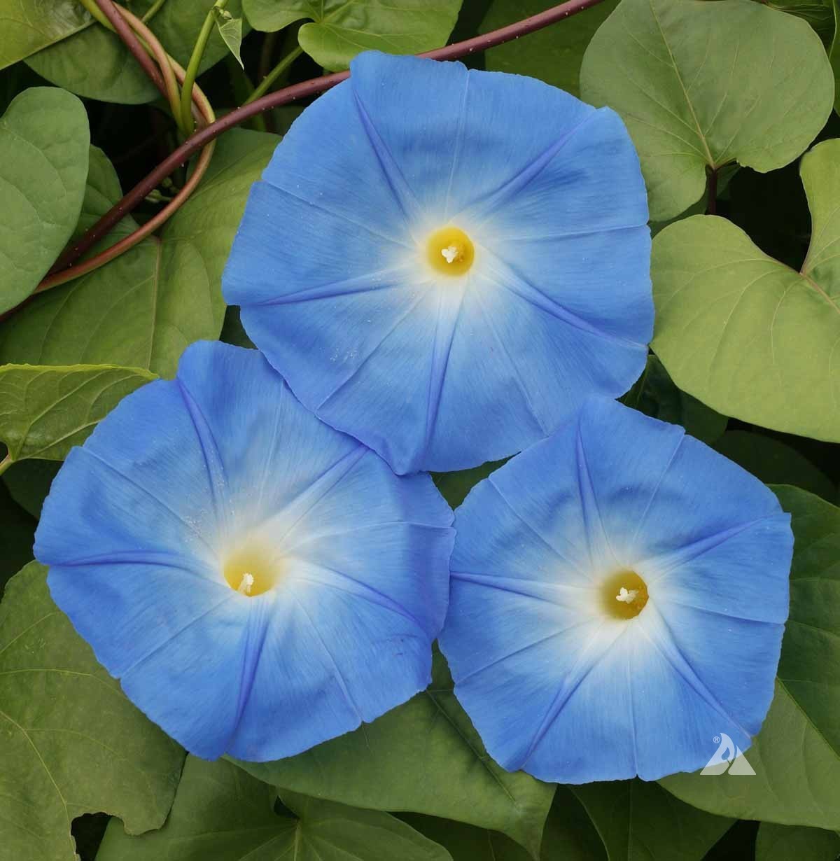 Morning Glory ‘Heavenly Blue’ (Ipomoea tricolor)  