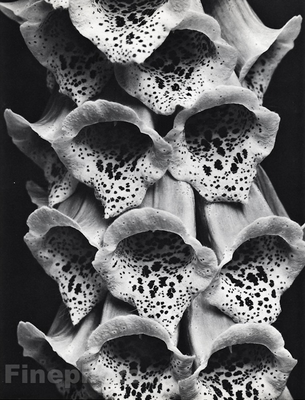 1926/63 Vintage EDWARD STEICHEN Floral Foxglove Flower Botanical Photo Art 16x20