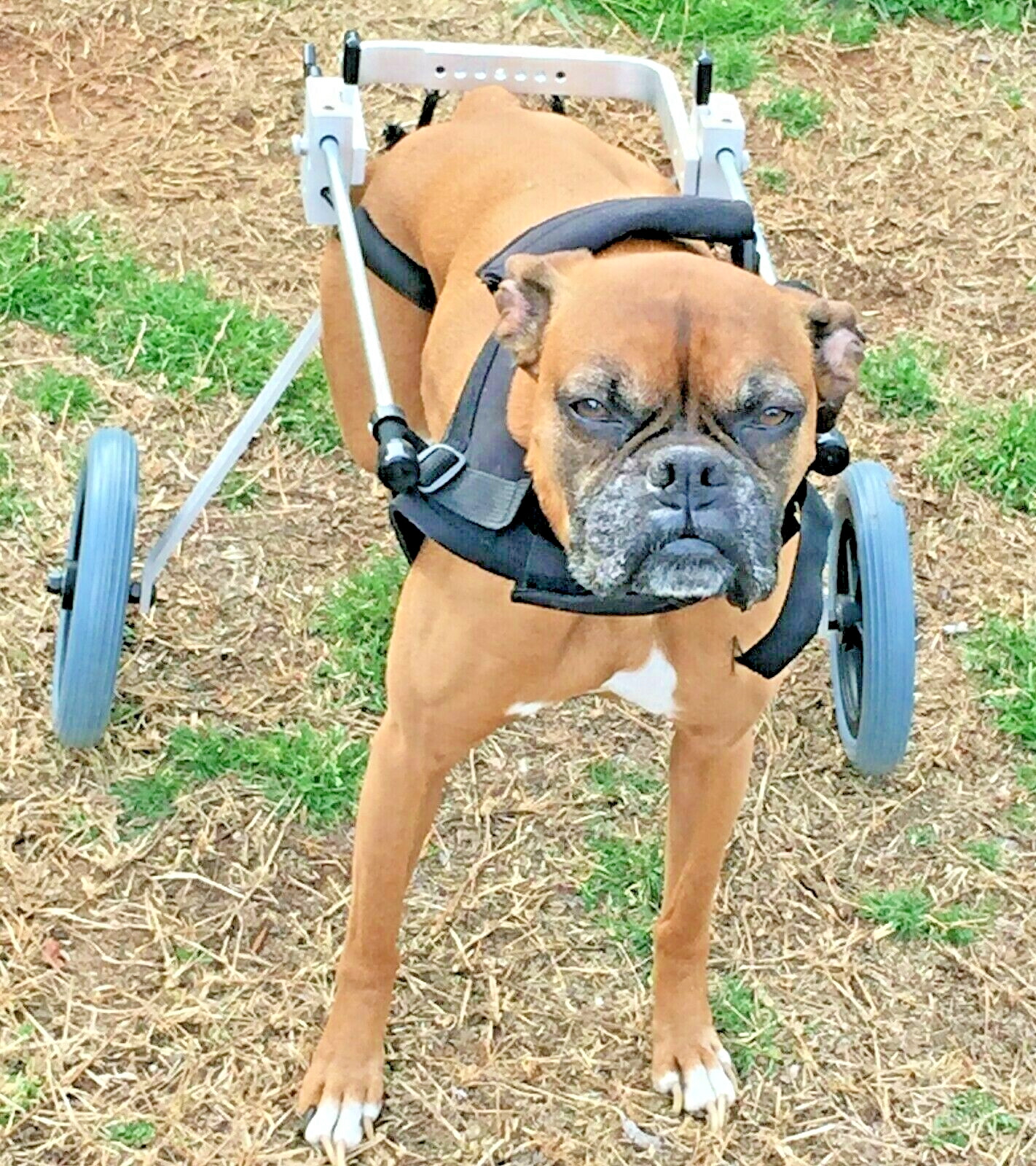 Best Friend Mobility Elite Medium Dog Wheelchair – Adjustable Rear Support Best Friend Mobility Elite Medium Dog Wheelchair – Adjustable Rear Support