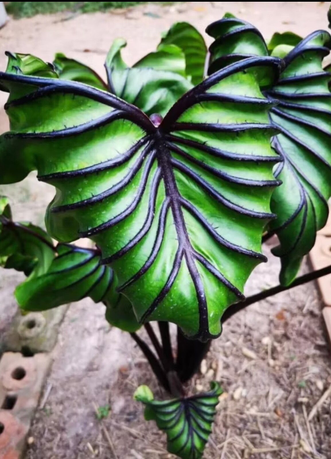 AUTHENTIC Colocasia  Pharaoh Mask 1 bulbs