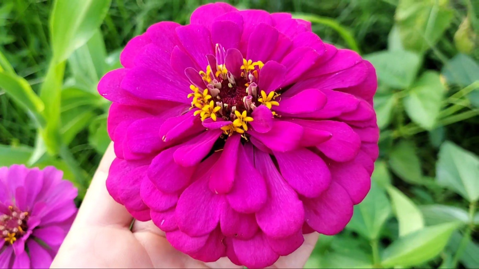 20+ Florida Heirloom Zinnia Mix Seeds – Fresh 2026 Harvest | Beyond Organic