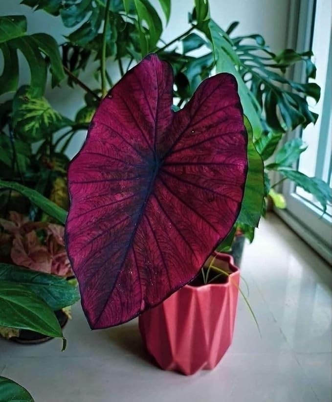 Pretty Imported Double Alocasia Dark Magenta Colour Flower Bulbs Pack Of 2 Bulbs