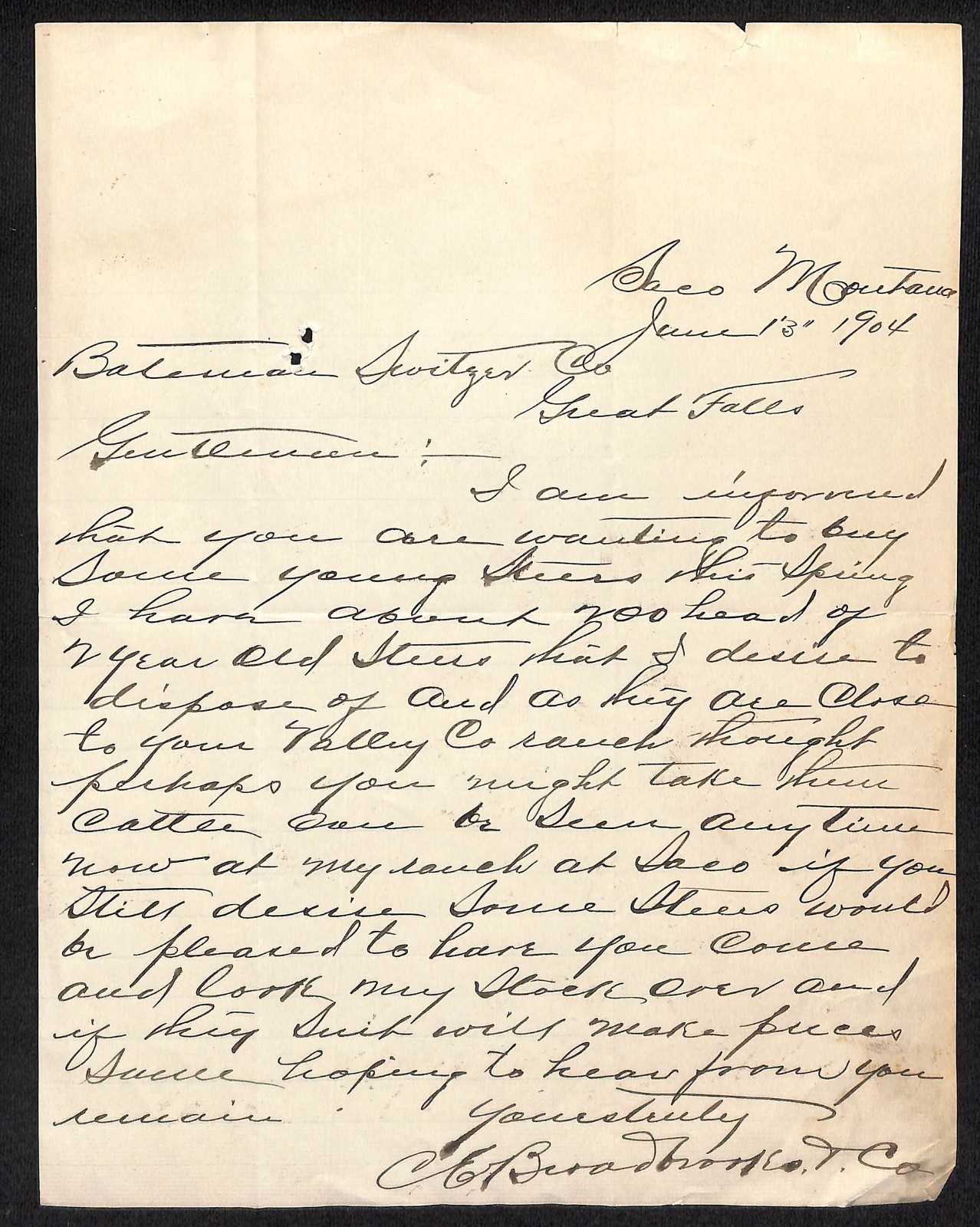 1904 C. Bradshaw & Co. Saco, MT ALS to Bateman-Switzer MT re: 700 Cattle
