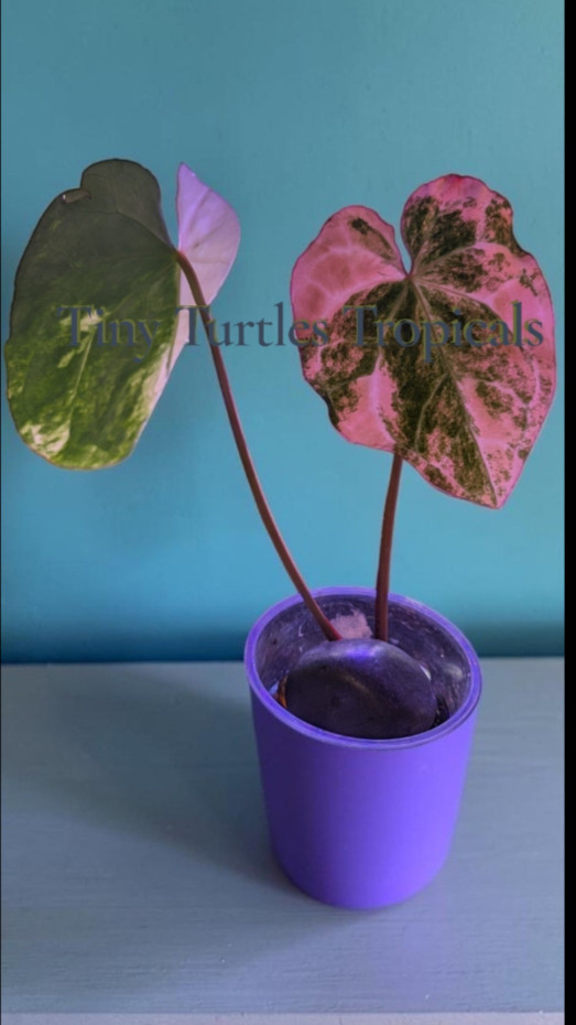 Anthurium Pink Variegated Crystallineum bottom cut ships fromUNITED STATES Anthurium Pink Variegated Crystallineum bottom cut ships fromUNITED STATES