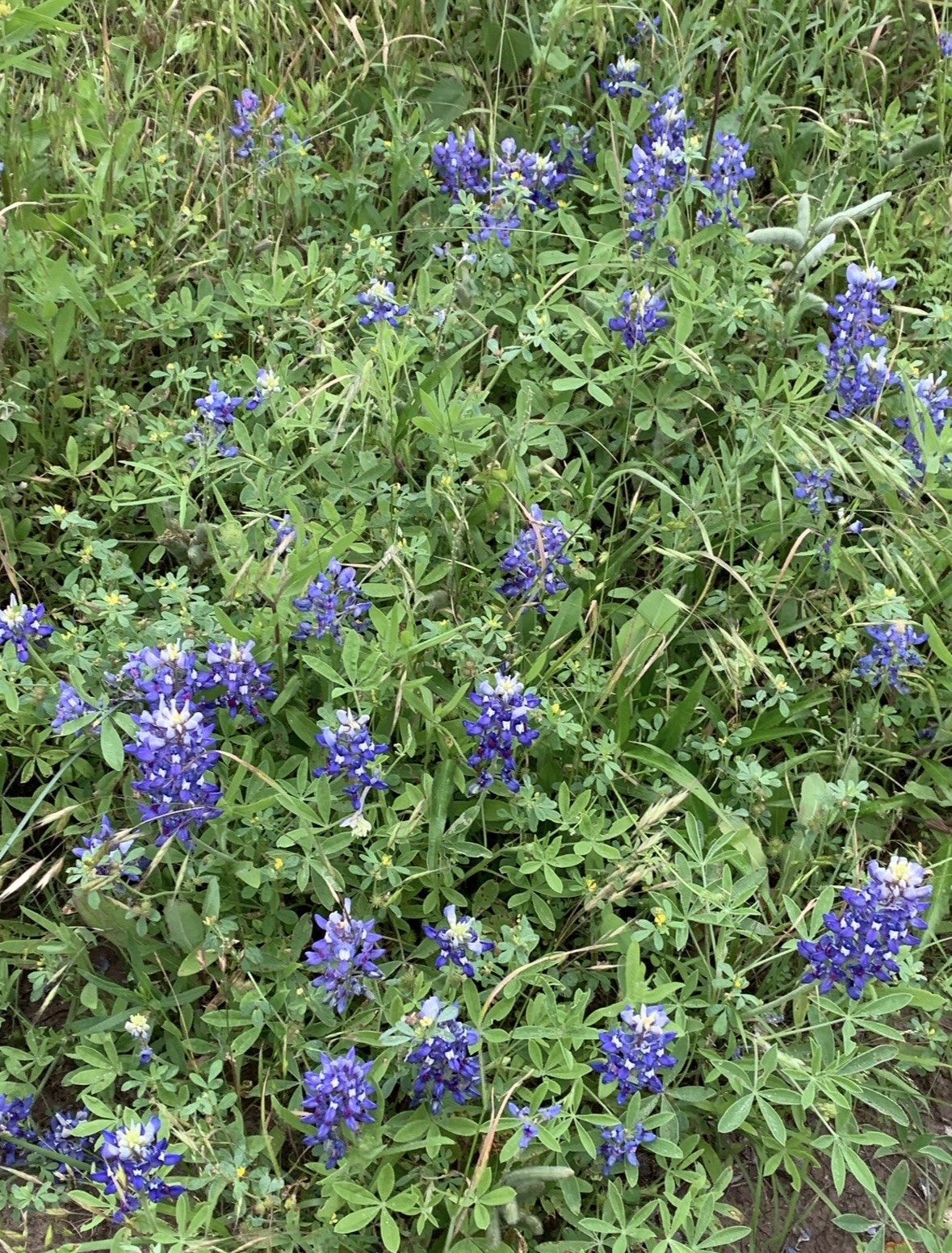 500 Handpicked Texas Bluebonnet Seeds Texas Hill Country Wildflower Seed 500 Handpicked Texas Bluebonnet Seeds Texas Hill Country Wildflower Seed