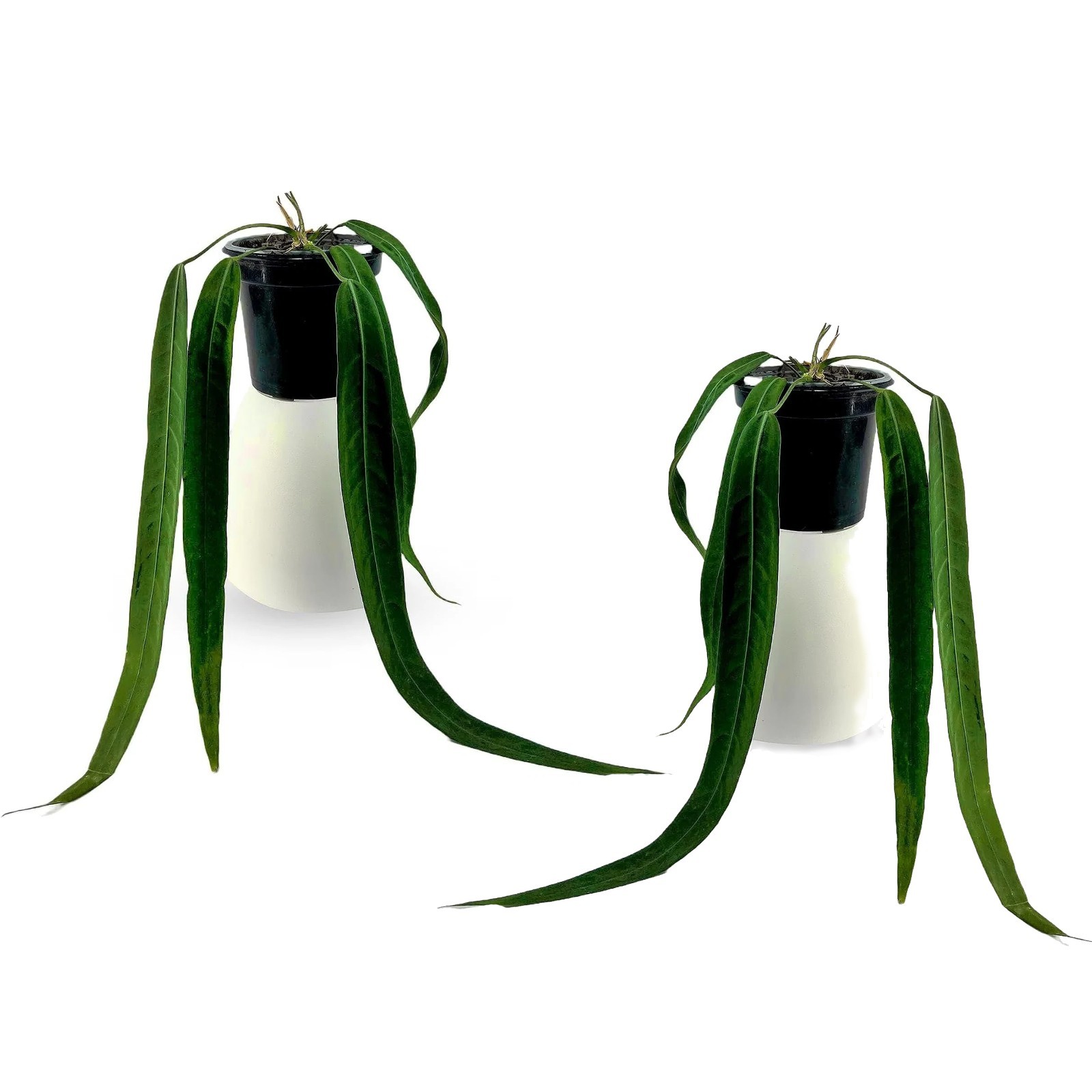 Anthurium Pallidiflorum (Pack of 2) Live Indoor Green Rare House Plant