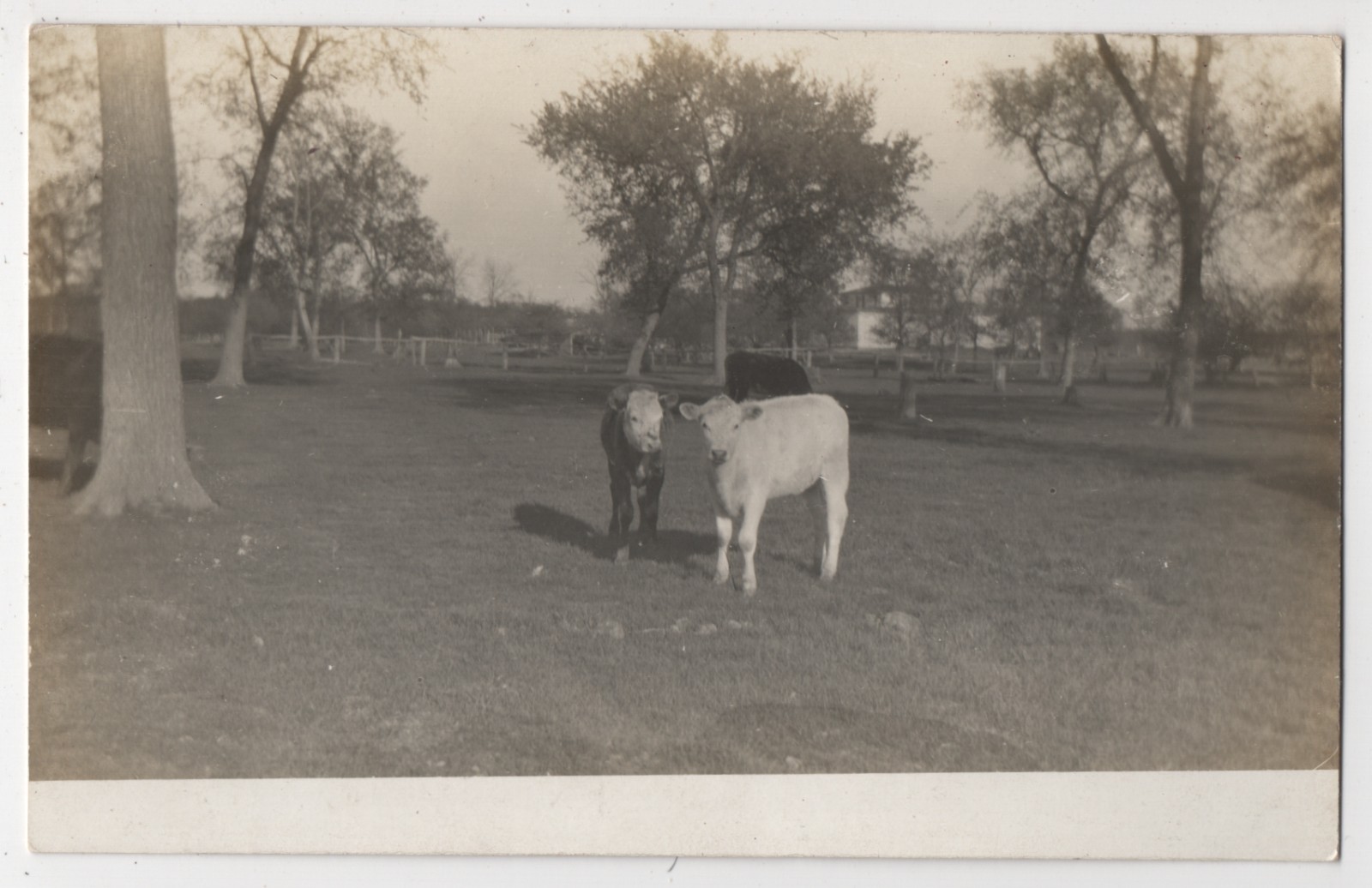 Three Cows at Grandpa\'s Farm S. Fall River MA 1910s OOAK RPPC Postcard