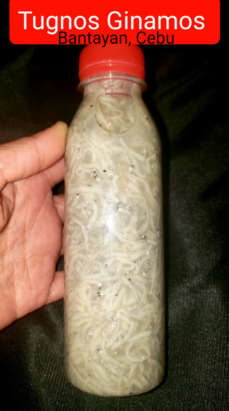 TUGNOS GINAMOS 3 bot. Approx 250ml/bot. Made in Bantayan CEBU.  USA