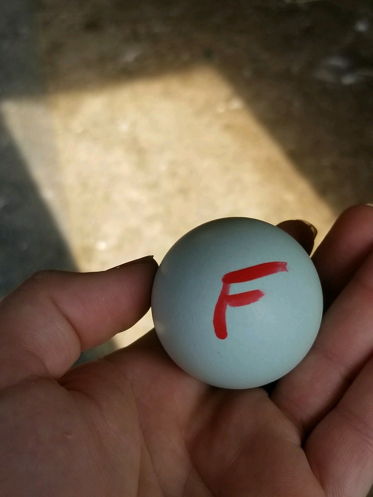 *EXTREMELY RARE* White Legbar Chicken Fertile Hatching Eggs -BLUE EGGS
