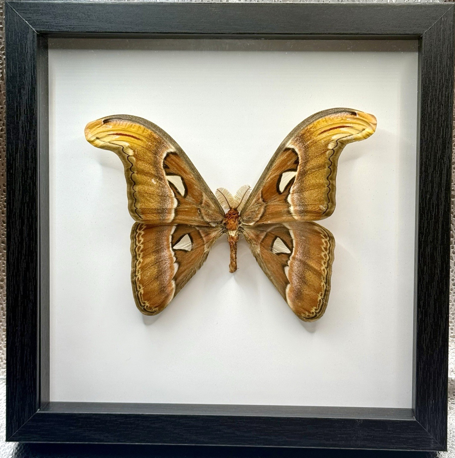 Framed Atlas Moth (Attacus Atlas), Chiang Mai Thailand Framed Atlas Moth (Attacus Atlas), Chiang Mai Thailand