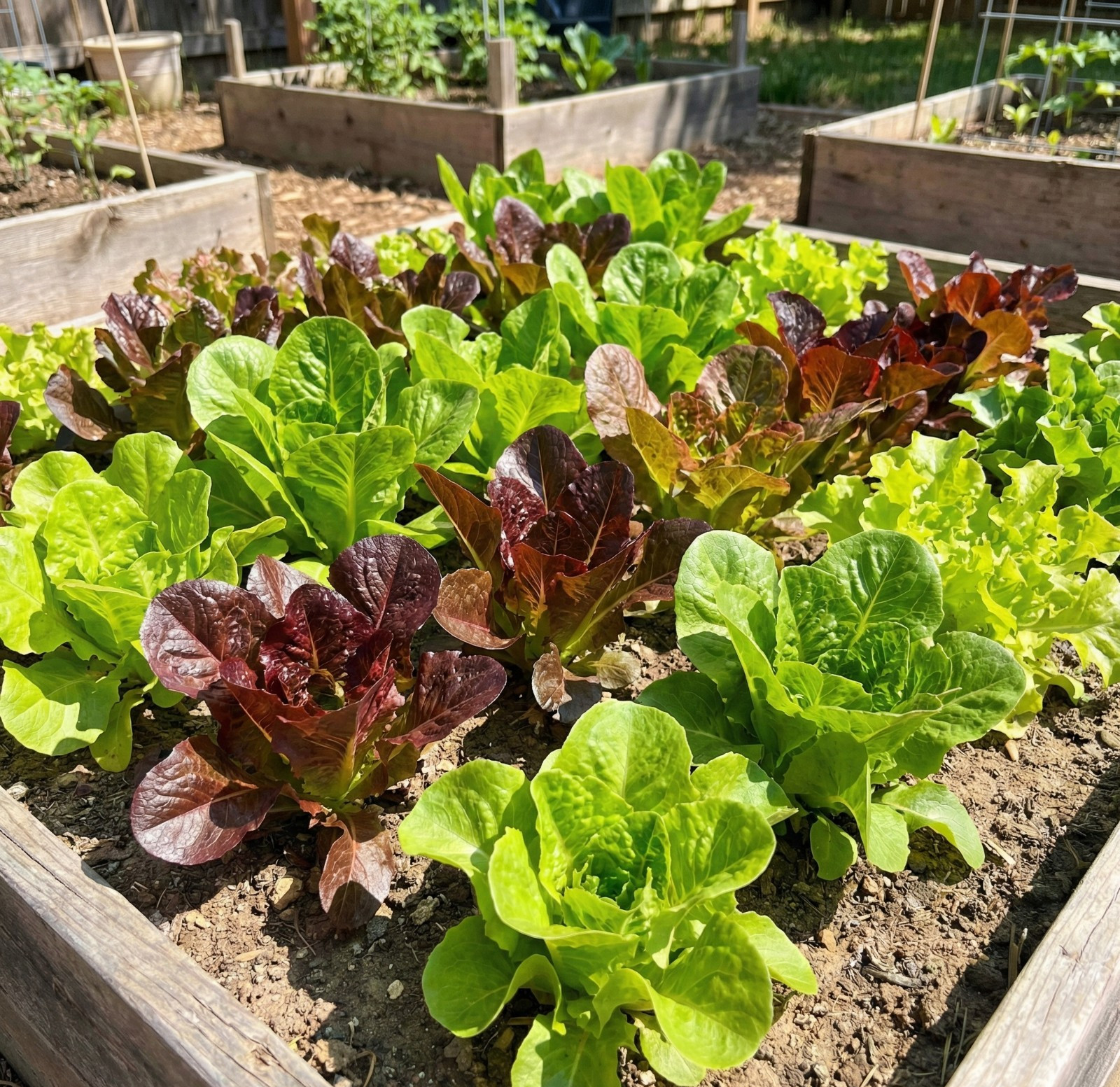 Landscaper's Pack Lettuce CHERYL'S HEAT TOLERANT MIX Heatwave Garden 3000 Seeds