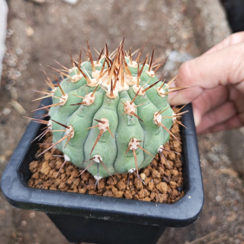 5-6CM Succulent Cactus Plant Copiapoa Cinerea Home Garden Beautiful Plant