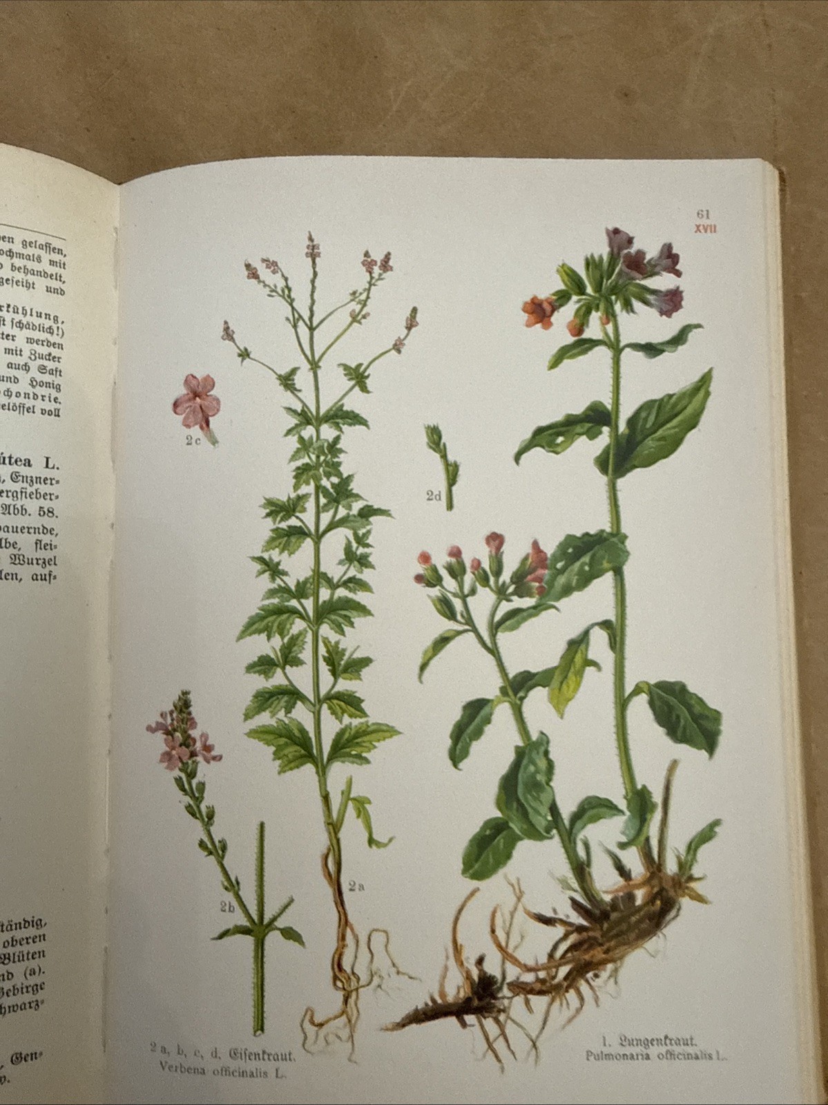 1921 German Antique Botanical Book 25 Color Plates Heilpflanzenkunde Dinand 1921 German Antique Botanical Book 25 Color Plates Heilpflanzenkunde Dinand