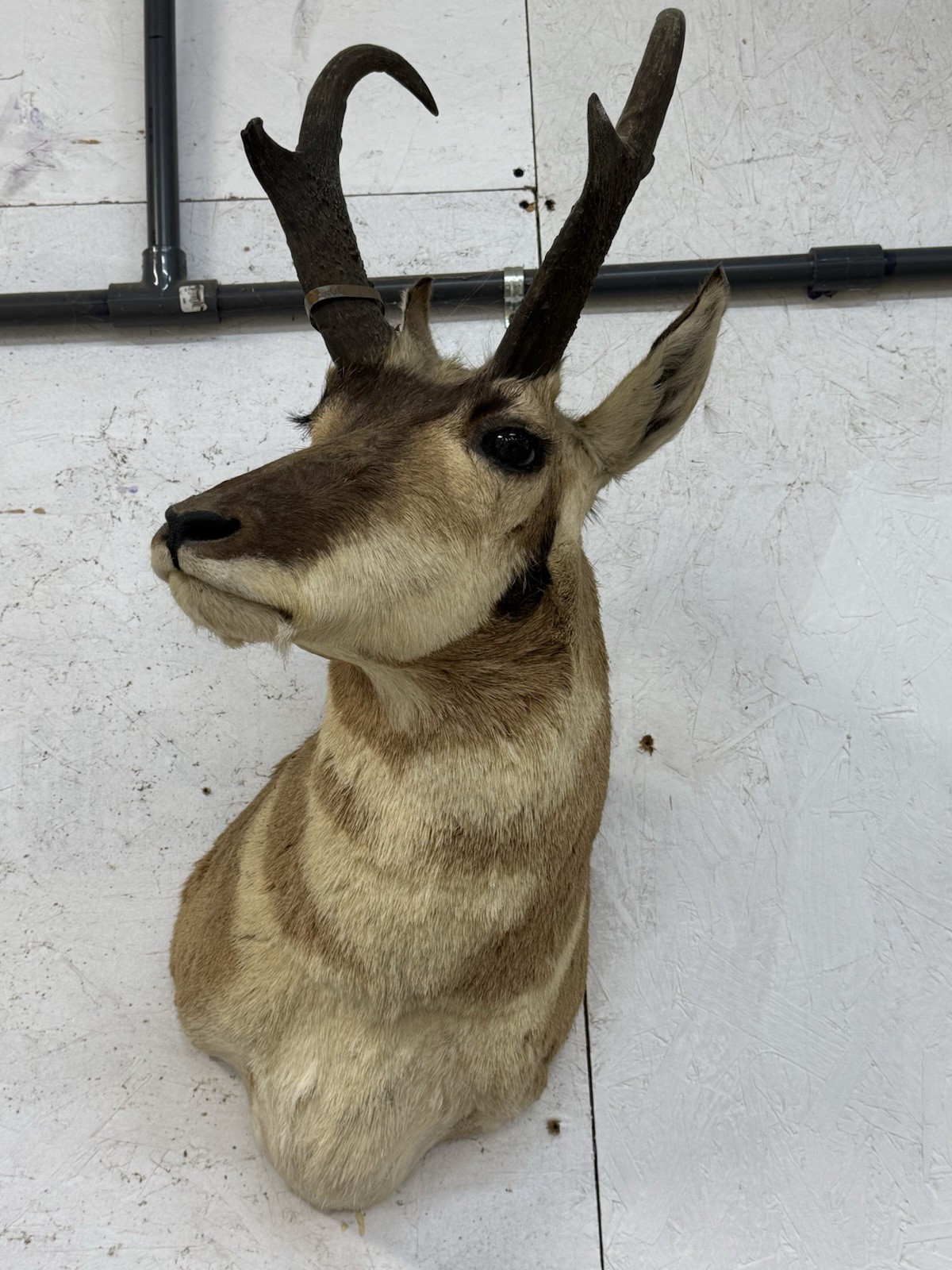 North American Antelope Pronghorn Shoulder Mount Taxidermy Log Cabin Decor North American Antelope Pronghorn Shoulder Mount Taxidermy Log Cabin Decor