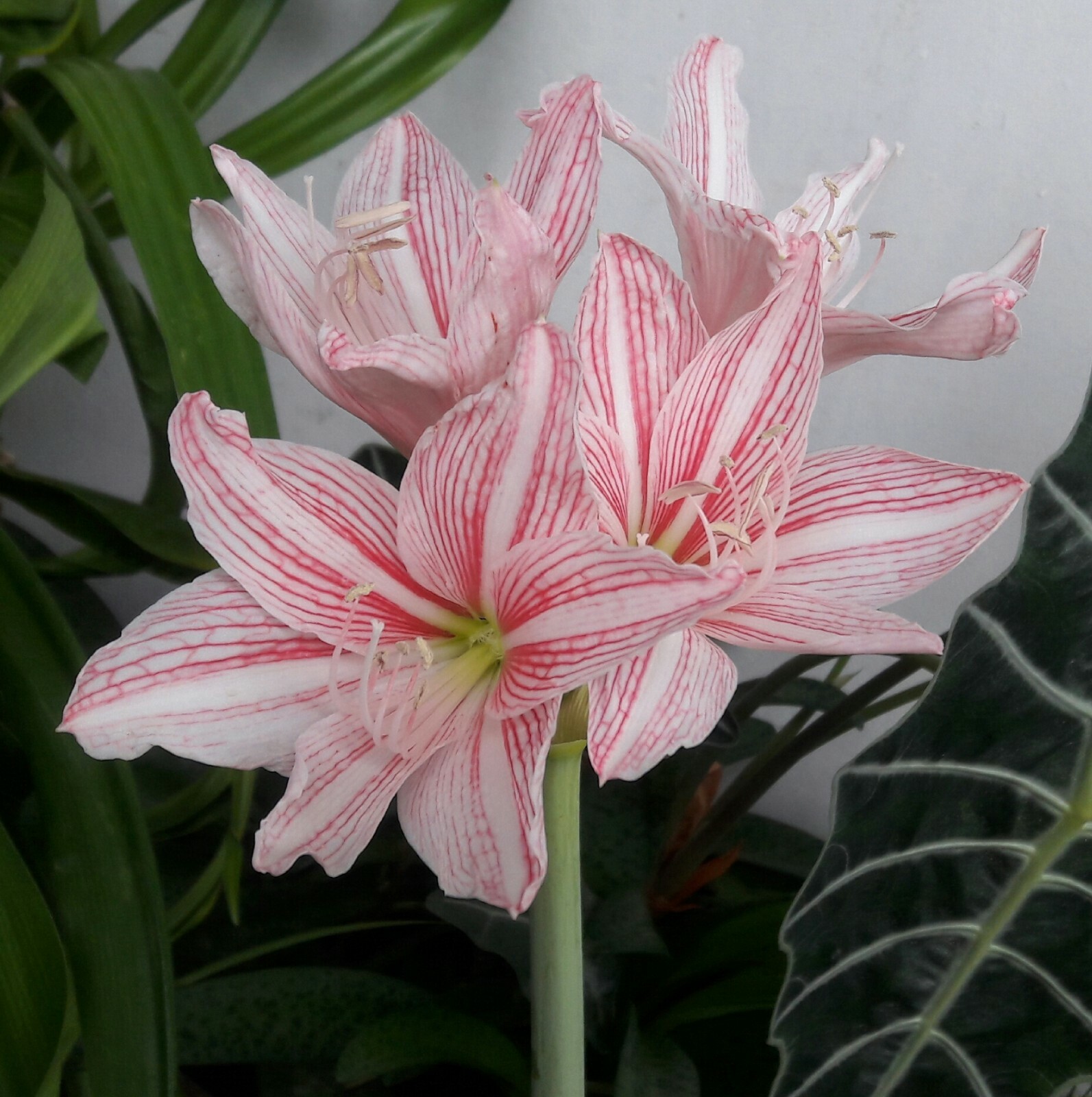 Star Lily Bulb \'Hippeastrum Reticulatum\'🌐Netted-Veined Amaryllis Flowering Size