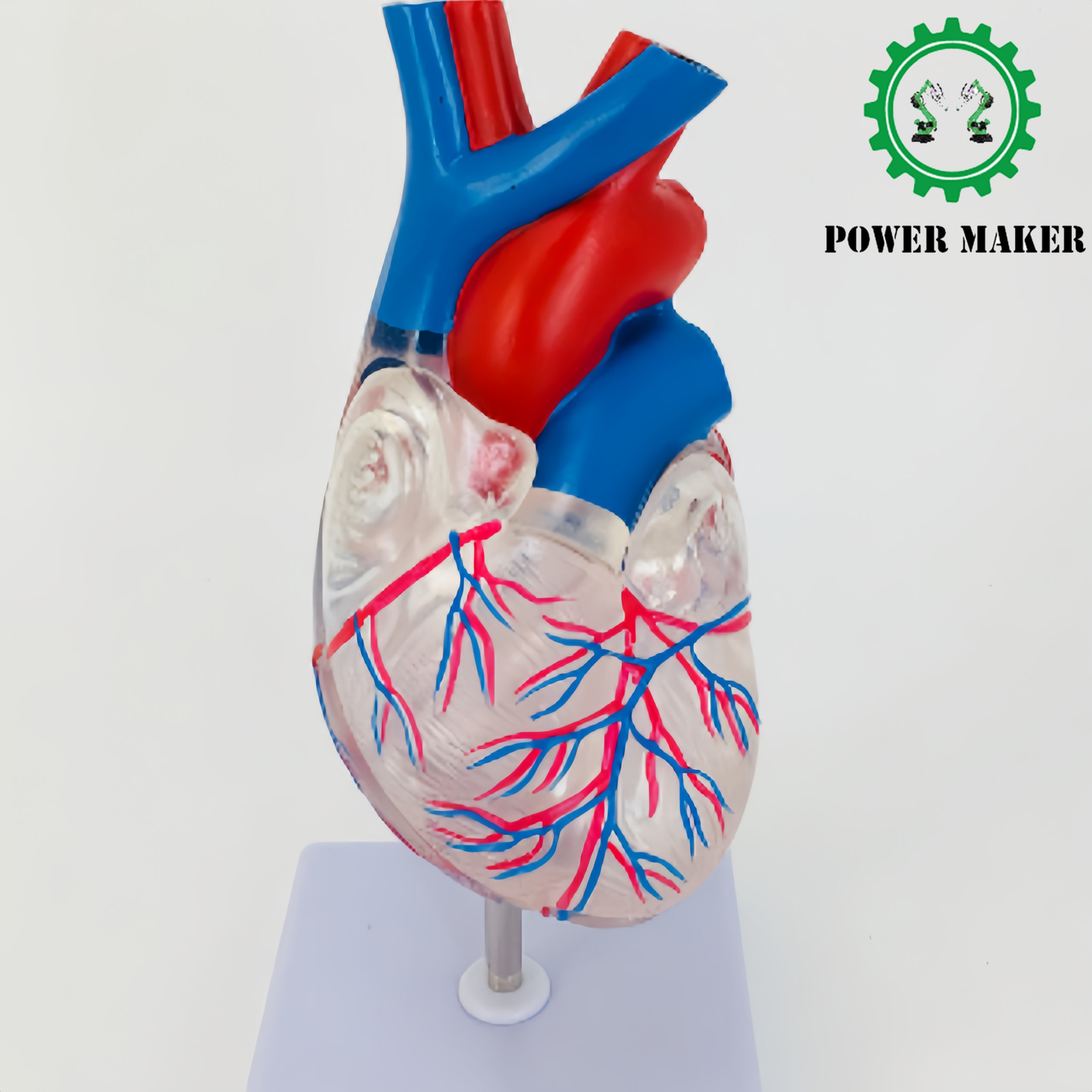 1pc Transparent Heart Anatomy Model Medical Teaching Model