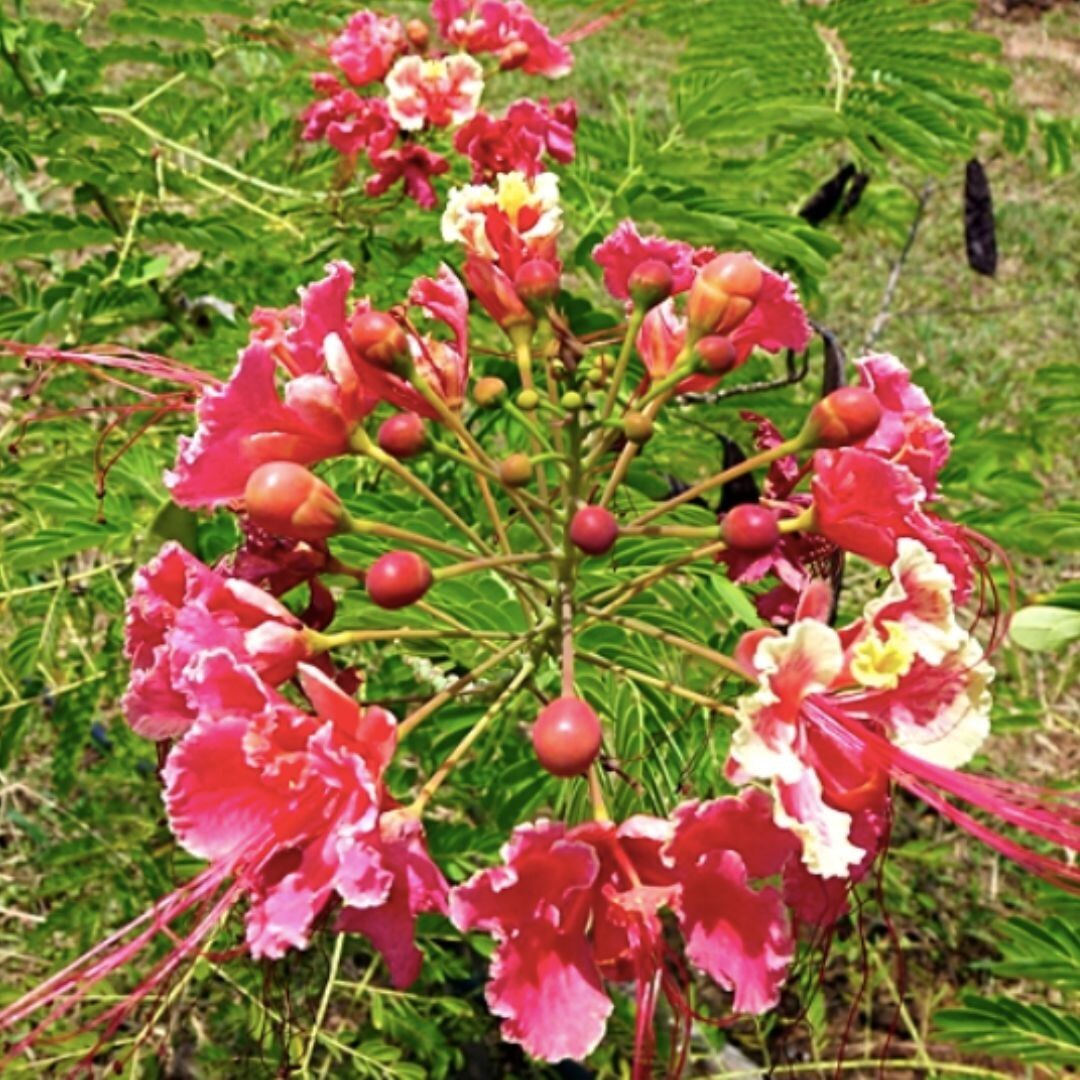 PINK PRIDE OF BARBADOS, Mexican EXOTIC FLOWER Caesalpinia Pulcherrima 120 seeds PINK PRIDE OF BARBADOS, Mexican EXOTIC FLOWER Caesalpinia Pulcherrima 120 seeds