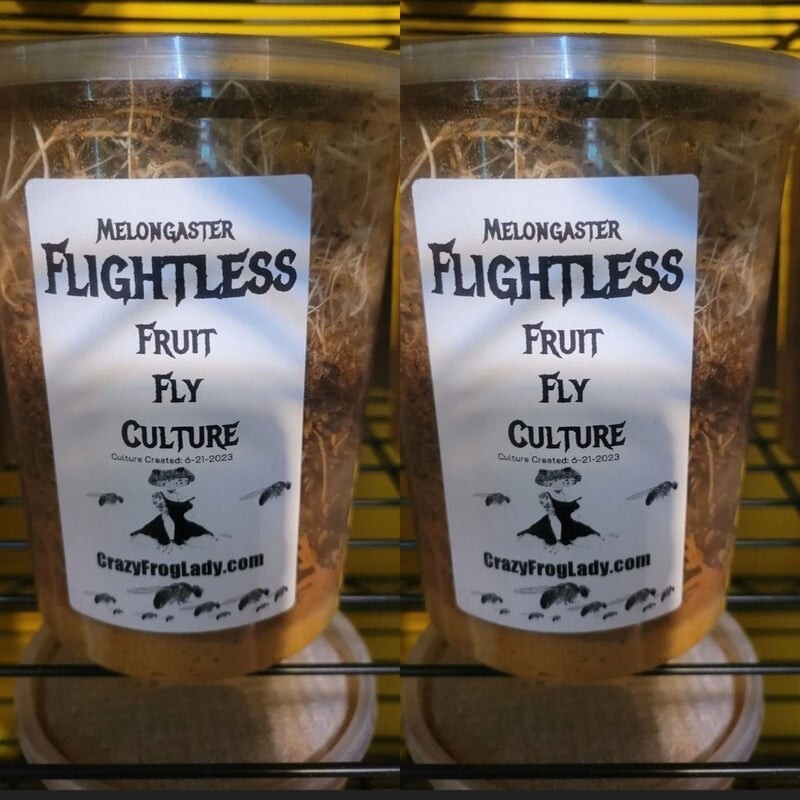 Flightless Fruit Fly 2 PACK cultures Dart Frog Food Reptile Food Flightless Fruit Fly 2 PACK cultures Dart Frog Food Reptile Food