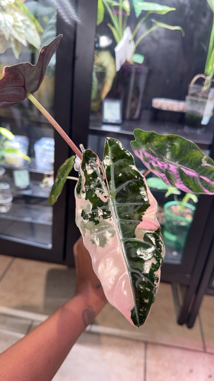 Rare Alocasia Pink Chant Corm