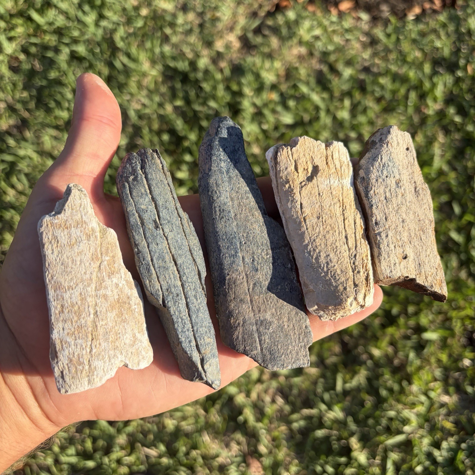 Megalodon Era Assorted Rib Bone Fossils Megalodon Era Assorted Rib Bone Fossils