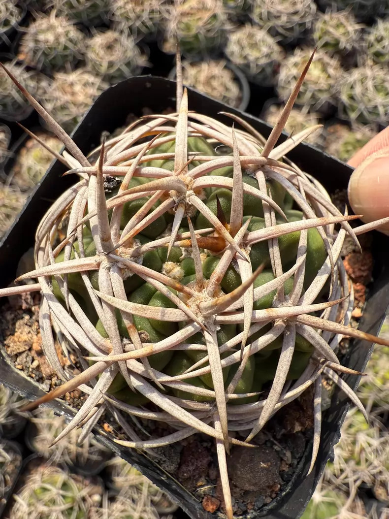 1Pieces 5-6cm Seedgrwoth Cactis Gymnocalycium hybopleurum Cactis Rare Planting 1Pieces 5-6cm Seedgrwoth Cactis Gymnocalycium hybopleurum Cactis Rare Planting