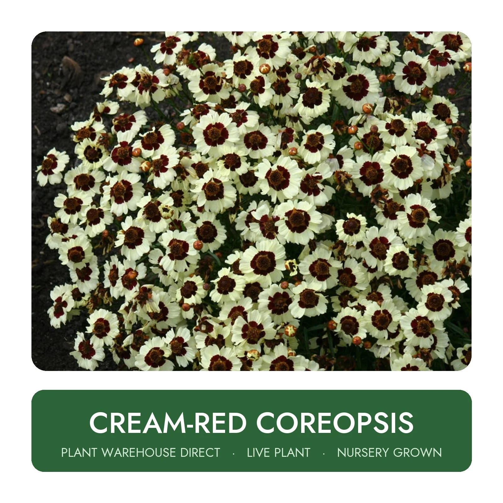 Cream-Red Coreopsis Live Plant Hardy Outdoor Garden Well Rooted