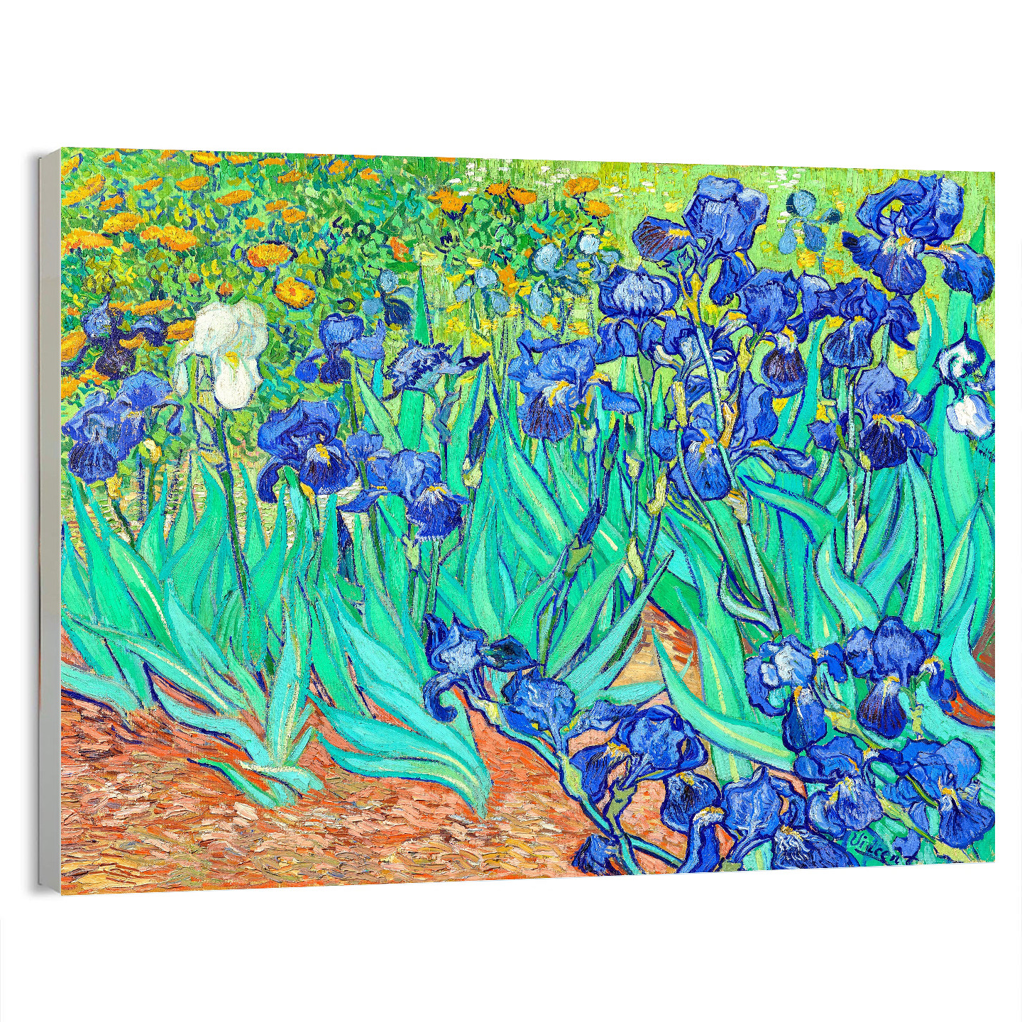 1889 Irises Vincent van Gogh (Dutch, 1853-1890) Fine Art Poster or Canvas