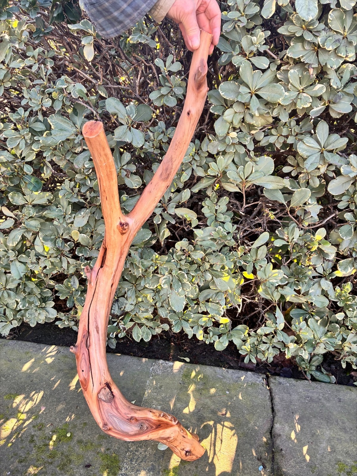 Manzanita Branch Manzanita Wood Aquarium Driftwood X-L 38\ Manzanita Branch Manzanita Wood Aquarium Driftwood X-L 38\