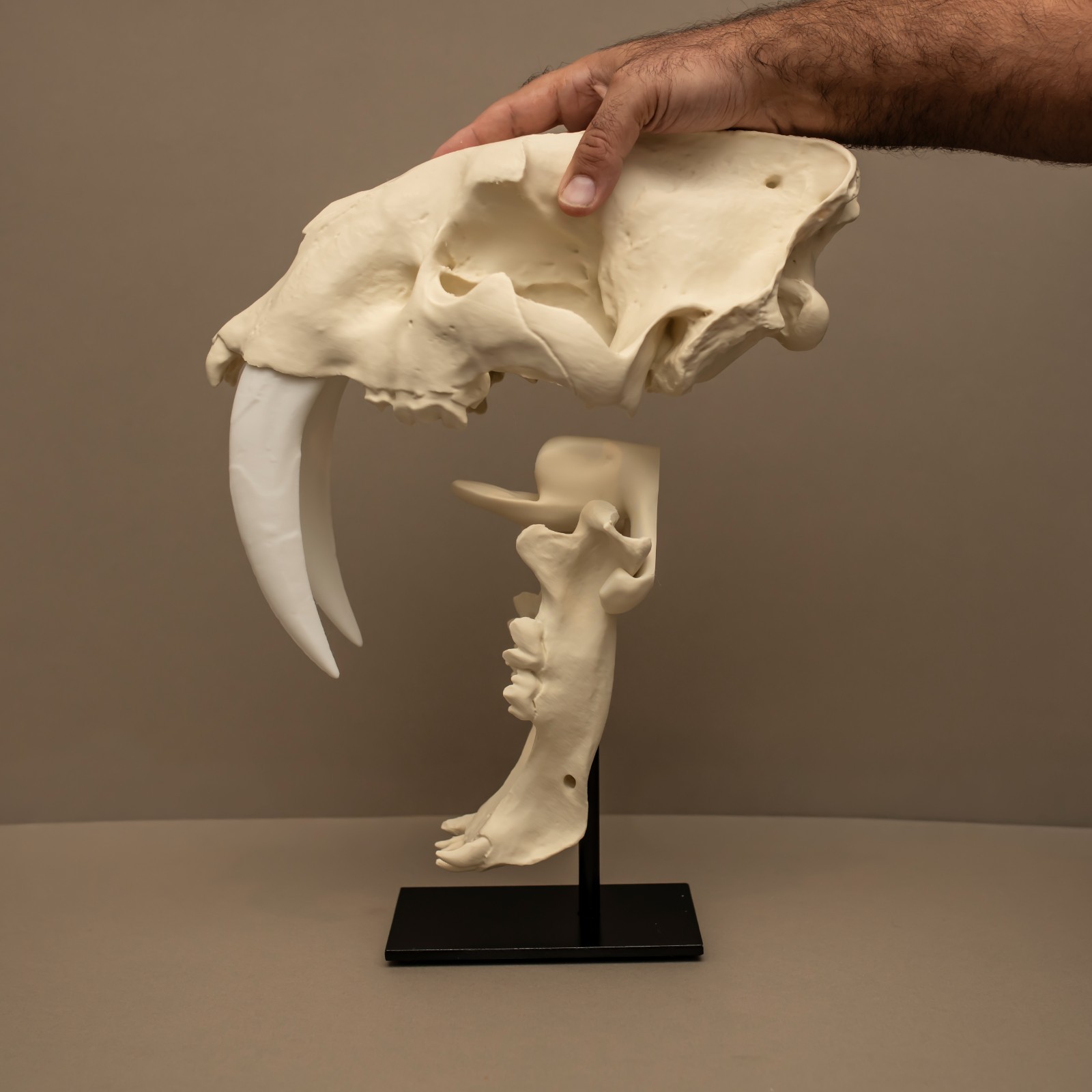 Sabertooth Skull Replica Life Size Smilodon Fossil Saber Tooth Tiger With Stand