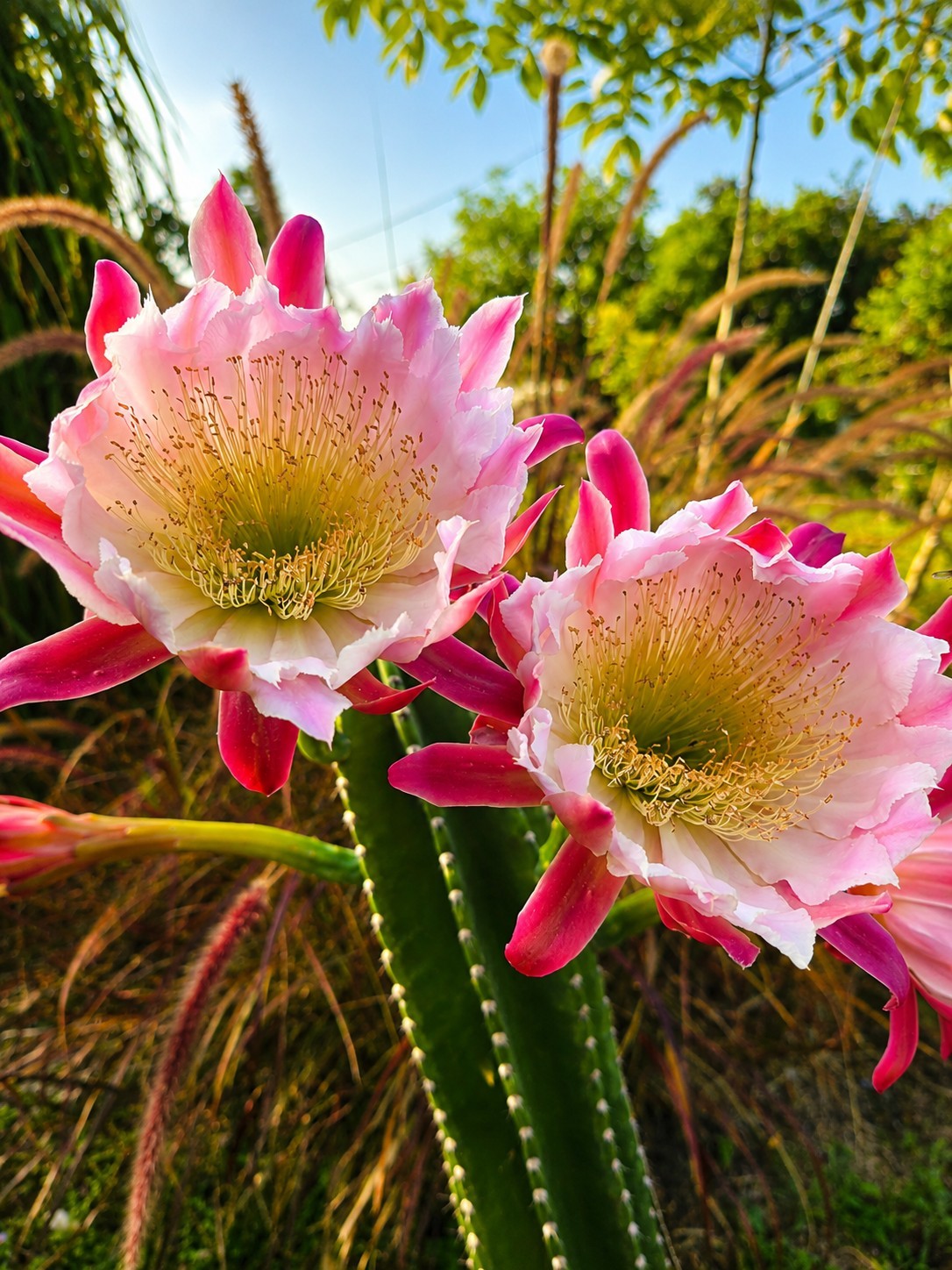 Peruvian Apple Queen of Night Blooming Cactus Rooted White /Rosy Pink baby plant