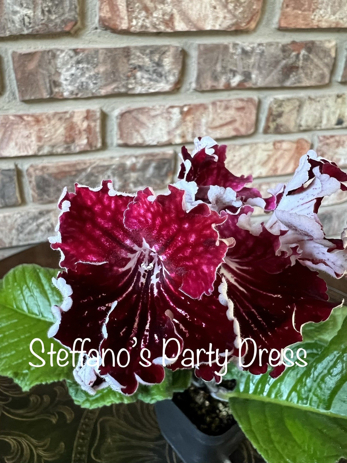 Buyer’s Choice Streptocarpus 3 Plant Collection. Buyer’s Choice Streptocarpus 3 Plant Collection.